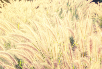 maedow flower field, abstract maedow background