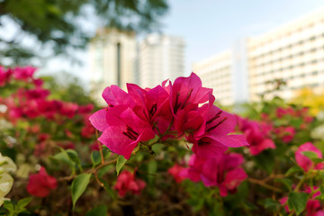 Fototapeta na wymiar Bougainvillea is pink flowers