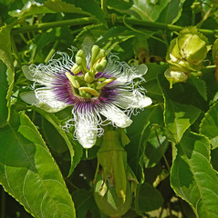 Close up of   Passiflora