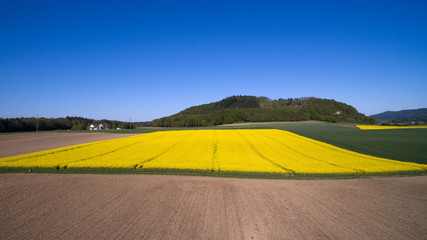 Obraz premium Rapsfeld