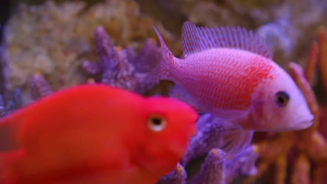 The marine aquarium