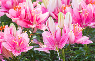 Obraz na płótnie Canvas Pink Lily Flower In Garden