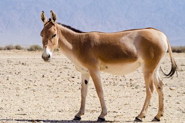Naklejka na ściany i meble The onager (Equus hemionus) is a brown Asian wild donkey inhabiting nature reserve park near Eilat