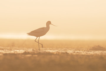 Pied avocet in the fog
