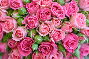 Abstract background of roses.