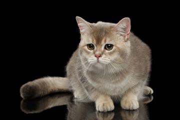 Sad British Cat with a Fluffy tail Looking forward isolated on Black Background