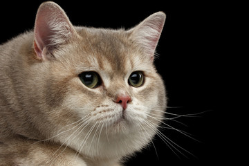 Closeup head of Angry Red British Cat with green eyes isolated on Black Background 