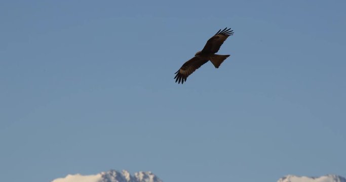 The flight  Falcon on a background of mountains.