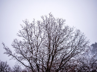 Fototapeta na wymiar Snow Covered Decidous Tree