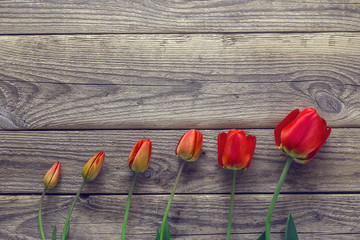 Evolution of red tulip - blossoming flower process - stages of d
