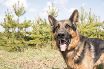 German shepherd dog in beautiful spring day