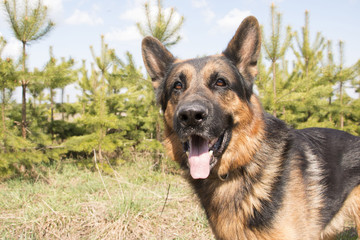 German shepherd dog in beautiful spring day