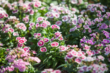 Beautiful flowers in Garden, Thailand.