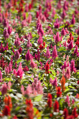 Beautiful flowers in Garden, Thailand.