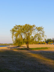 Trees at the beach