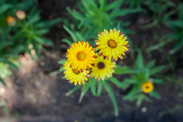 Beautiful Calendula in park