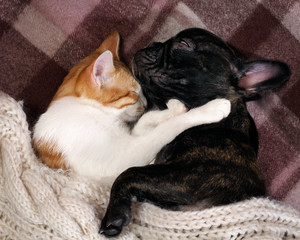 Dog and cat sleeping together, hugging each other. Animals are sleeping on plaid, a white knitted blanket. Love cats and dogs