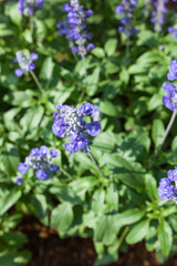 Lavandula  in park