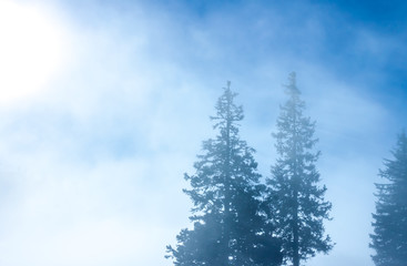 Pine trees  silhouette behind clouds