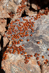 Fototapeta premium A swarm of Ladybirds (coccinellidae) in Cyprus