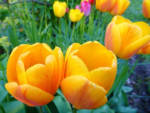 detail od a yellow blooming tupil
