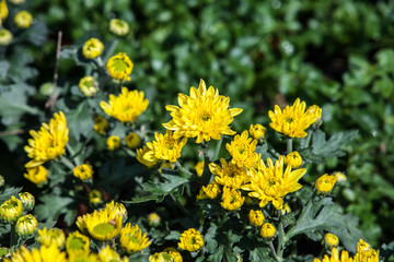 beautiful flower close up