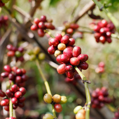 Coffee beans ripening on tree