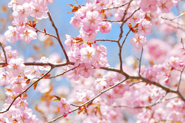 日本の桜　Cherry blossom in Japan