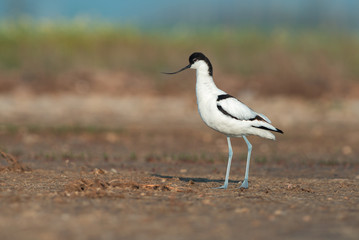 Pied avocet (Recurvirostra avosetta) stands on a ground