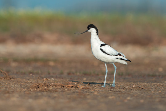 Pied avocet (Recurvirostra avosetta) stands on a ground