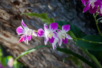 Orchid flowers in Thailand