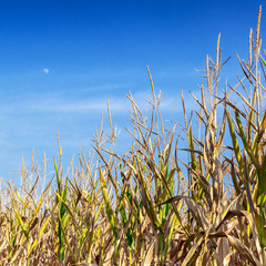 Corn field over blue sky
