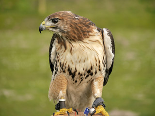 Rotschwanzbussard