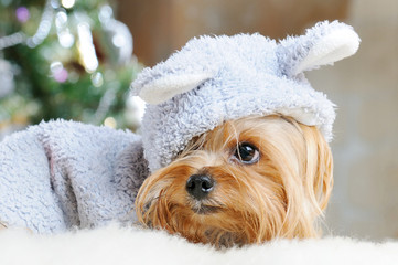 Cute Yorkshire Terrier in front of Christmas tree
