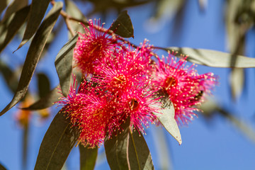 Furry flowers of eucalyptus.