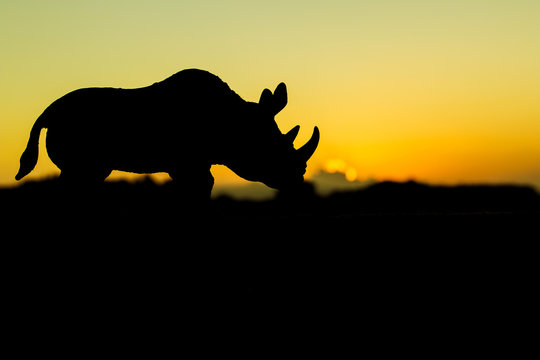 rhinoceros on sunset background