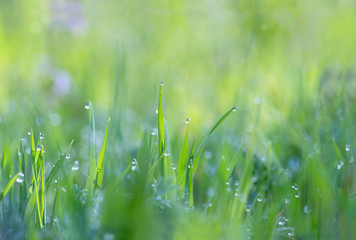 Droplets of dew on the grass glowing in the morning sun for  create a charming picture