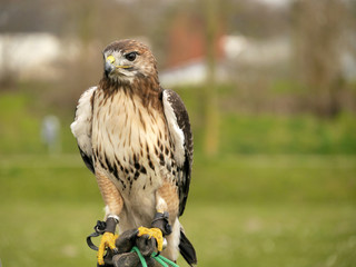 Rotschwanzbussard