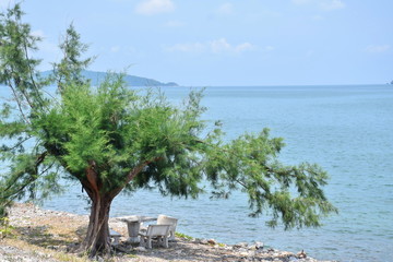 Pines and sea in Thailand with sunlight 
