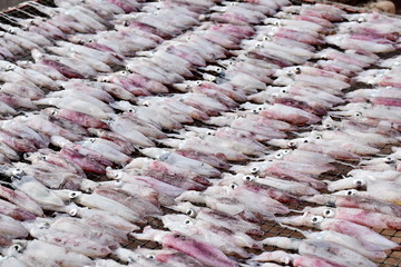 Little Fresh squids on the gridiron, traditional squids drying in the sunlight, squid with a soft-focus 
