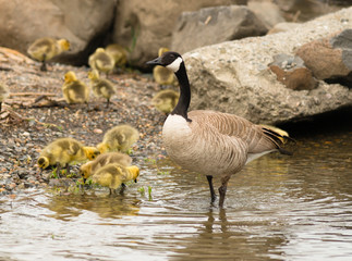 Goose mother Huddled Together Near Chicks Babies