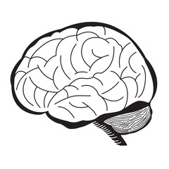 Black and White Brain Illustration / Human Brain Outline Draw Illustration