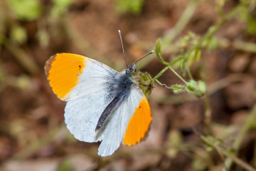 Obraz premium Orange Tip Butterflies macro image