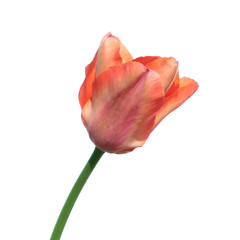 Orange tulip isolated on white background