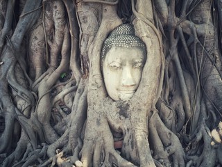 Buddha head in a tree Ayuthaya Thailand