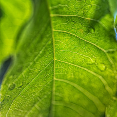 green leaves on the green backgrounds