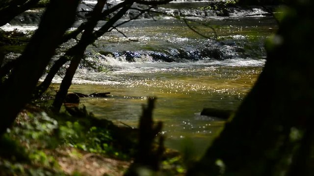 g&oacute;rski strumień pomiędzy drzewami