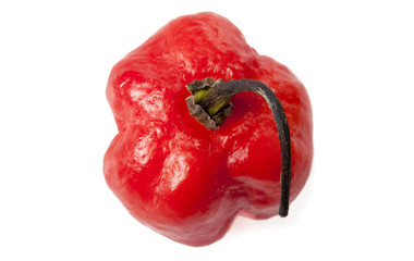 red habanero chili pepper