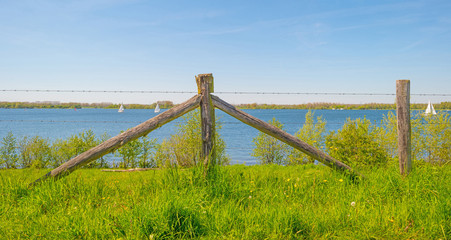 Shore of a lake in spring