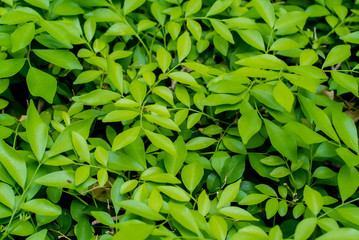 Green Leaf